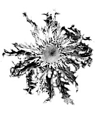 Iñaki Alonso Rajado